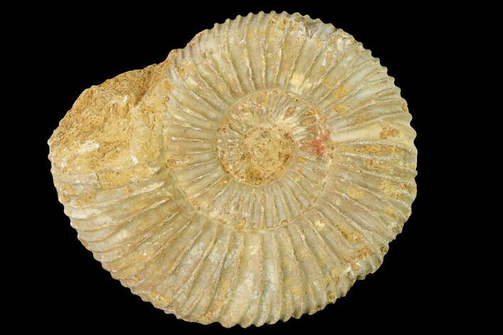 Jurassic Ammonite (Perisphinctes) Fossil - Madagascar #140394